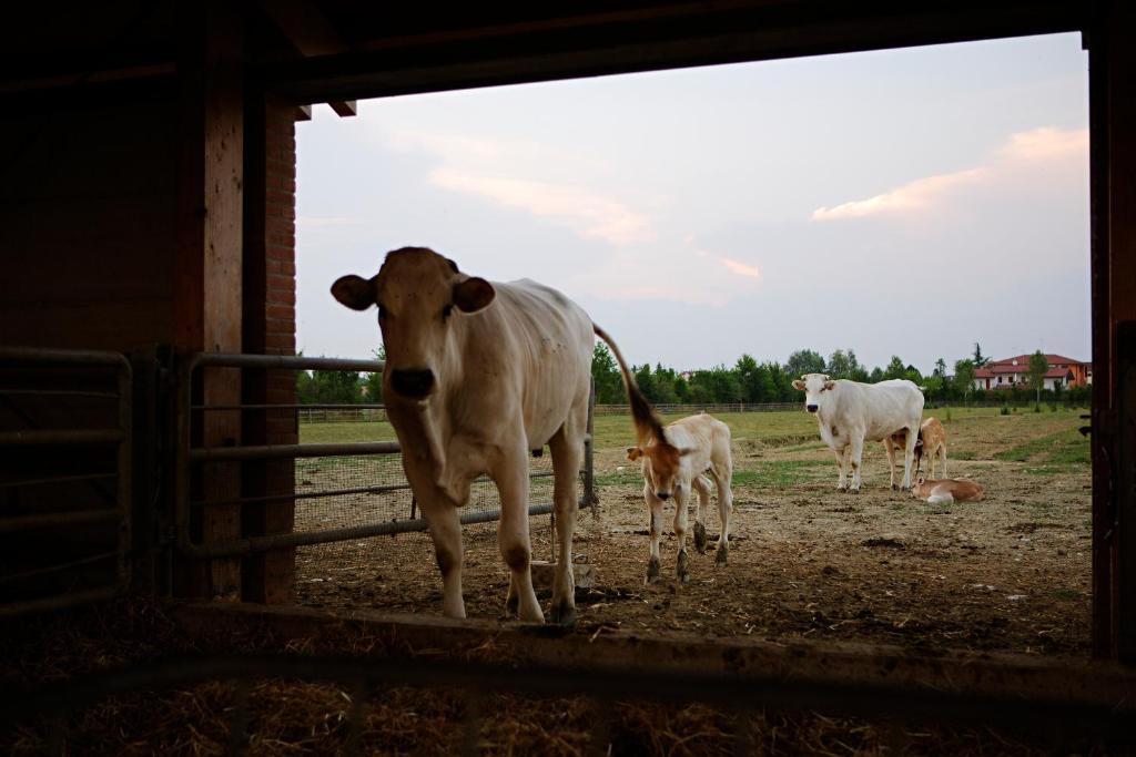 Relais Agrituristico Ormesani Villa San Liberale ภายนอก รูปภาพ