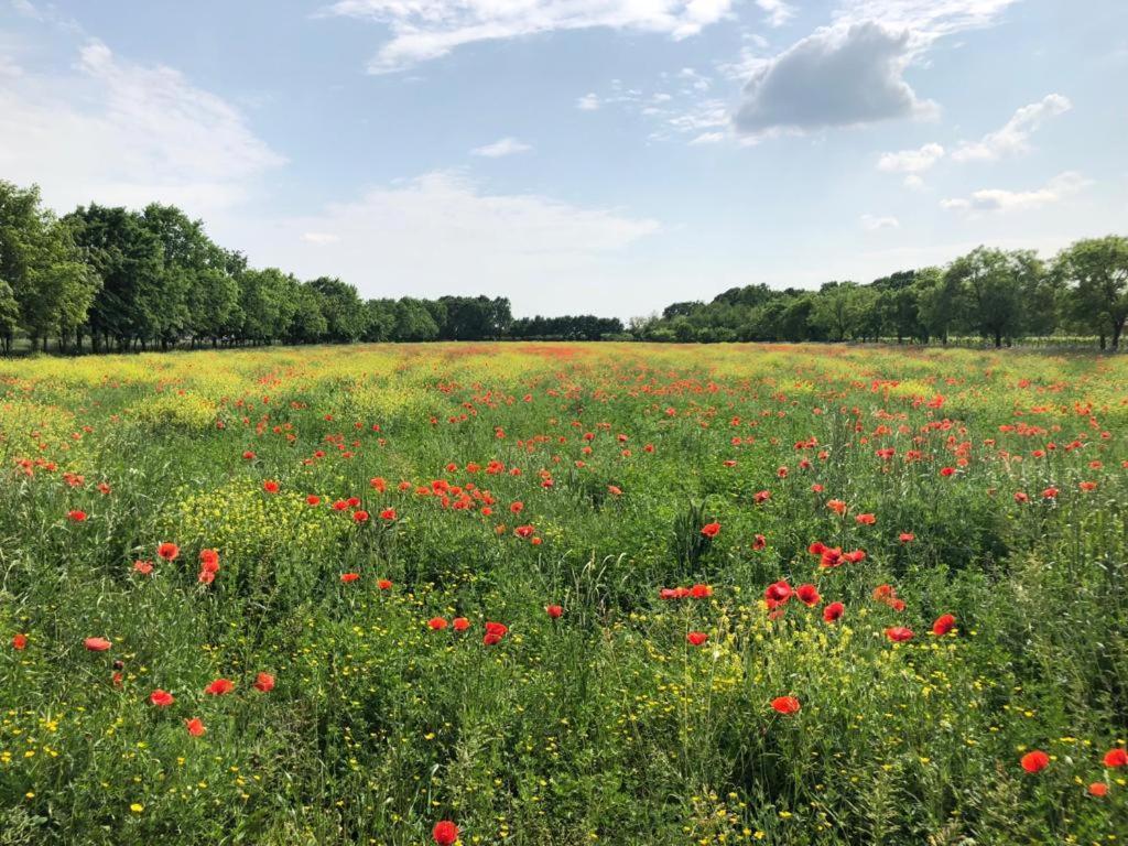 Relais Agrituristico Ormesani Villa San Liberale ภายนอก รูปภาพ
